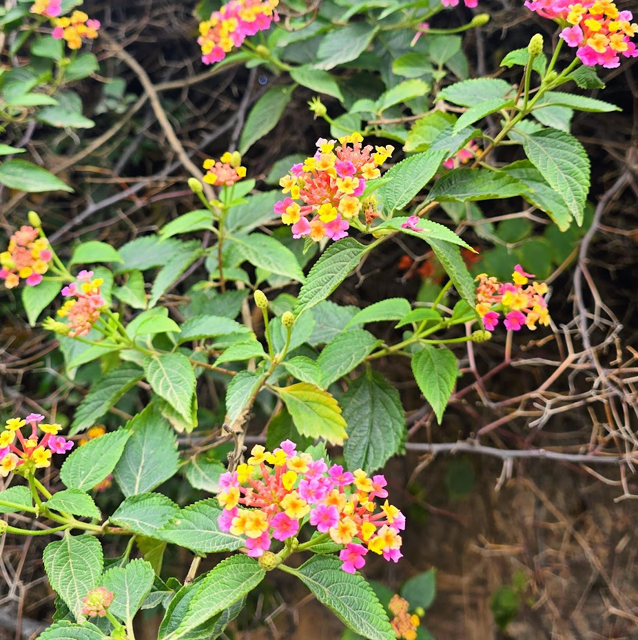 Ziad Abichaker tweet media