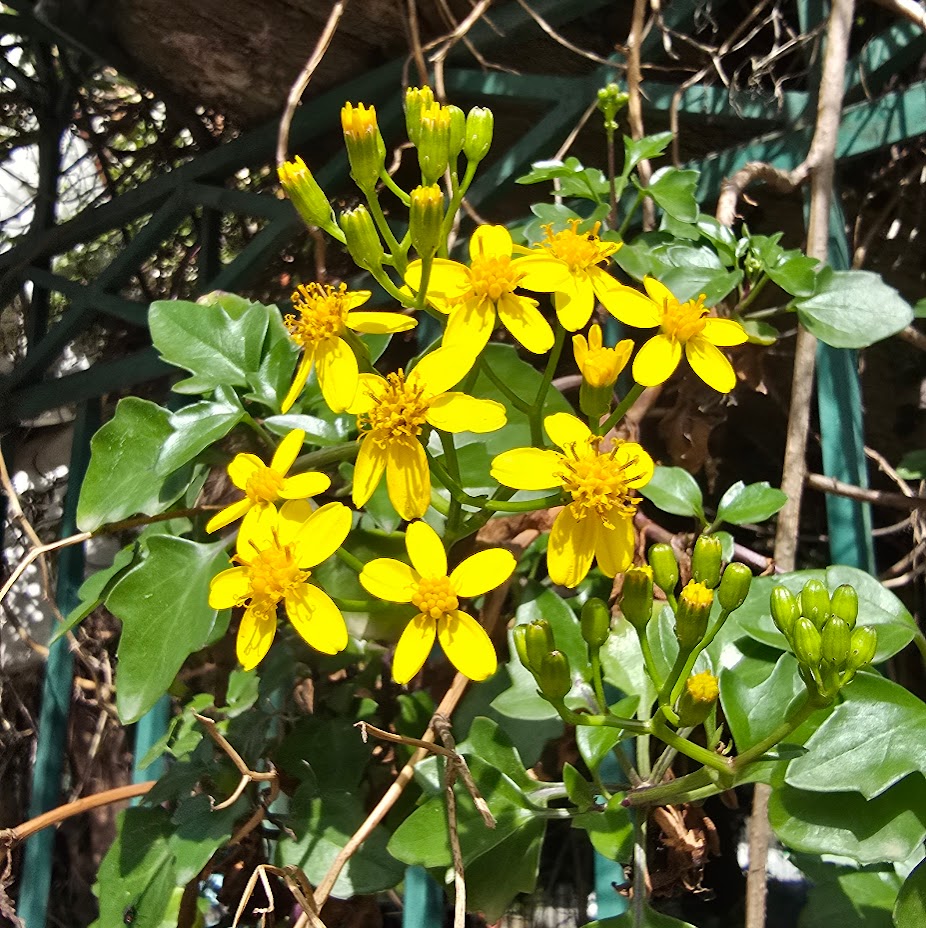 Ziad Abichaker tweet media