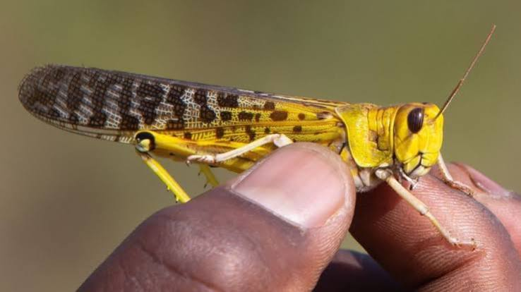 Ahmed Wagih tweet media