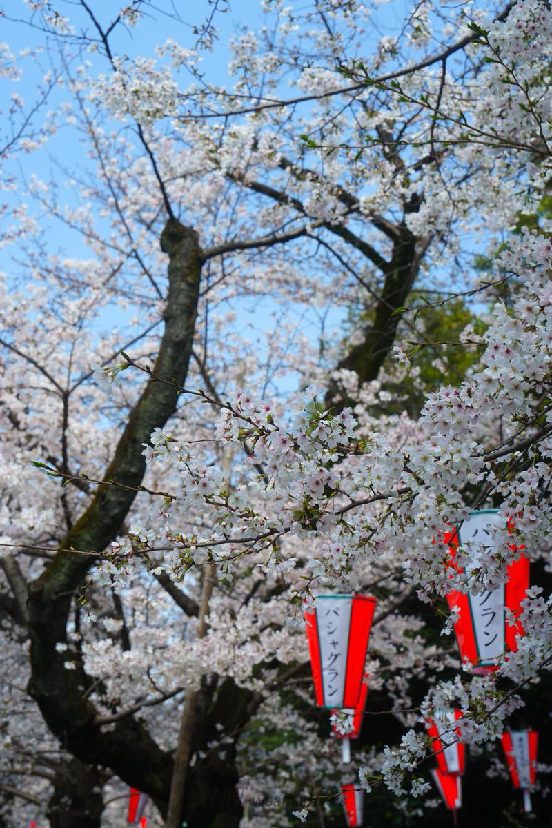 ueno-Kab's tweet media