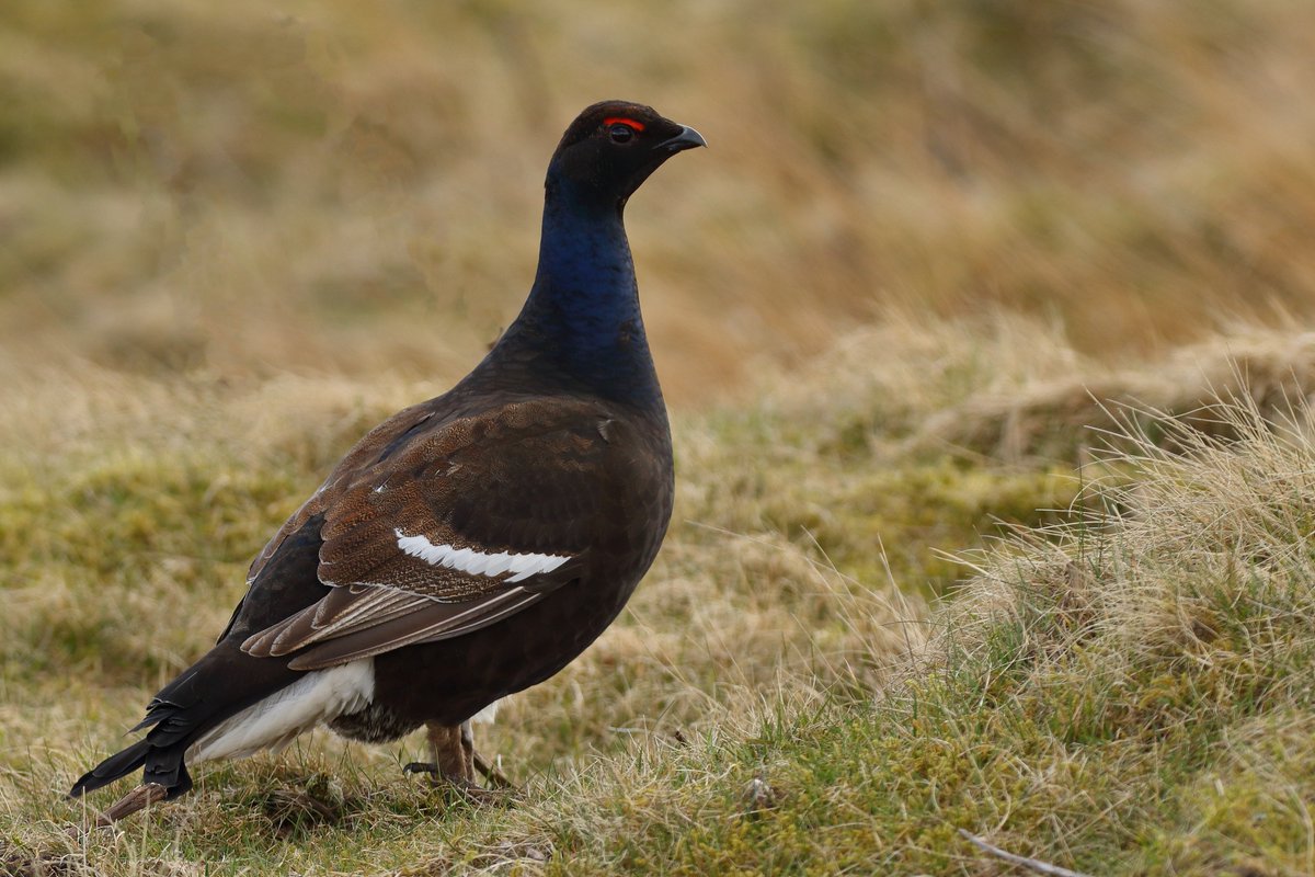 davyfullerton. tweet media