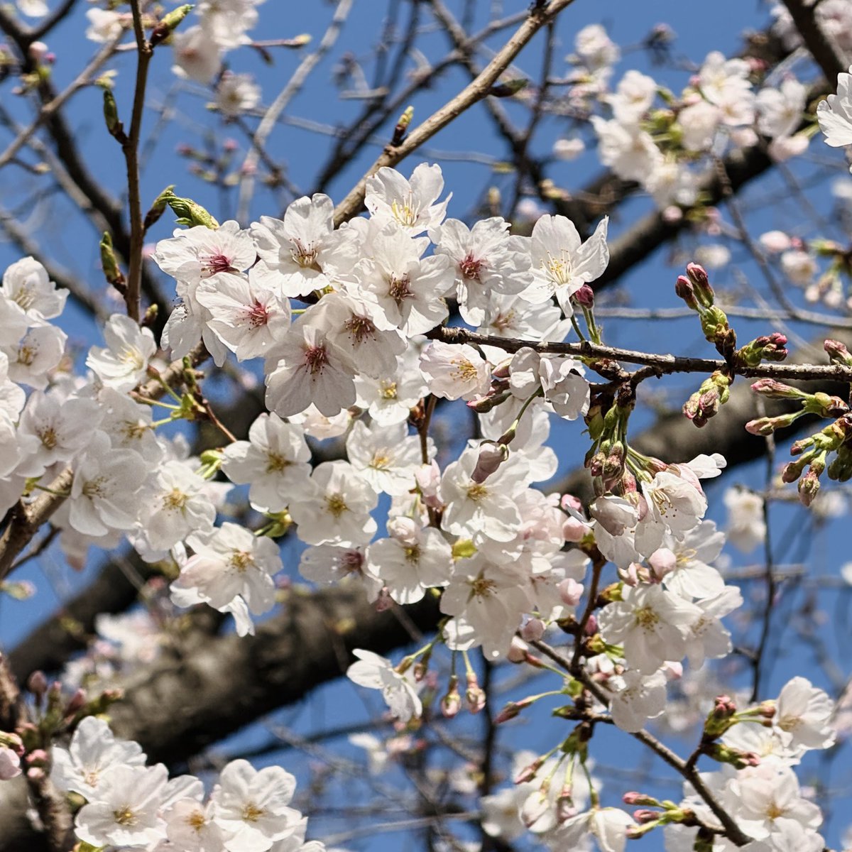 anone♪ tweet media