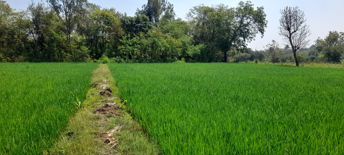 Falguni Chaudhari tweet media