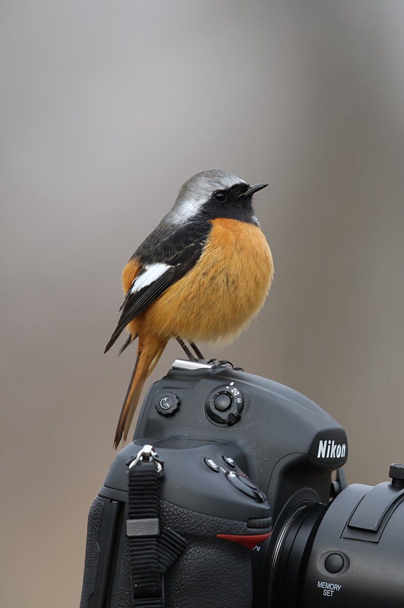 麺鳥baka野鳥垢ふくちゃん【基本相互】 tweet media