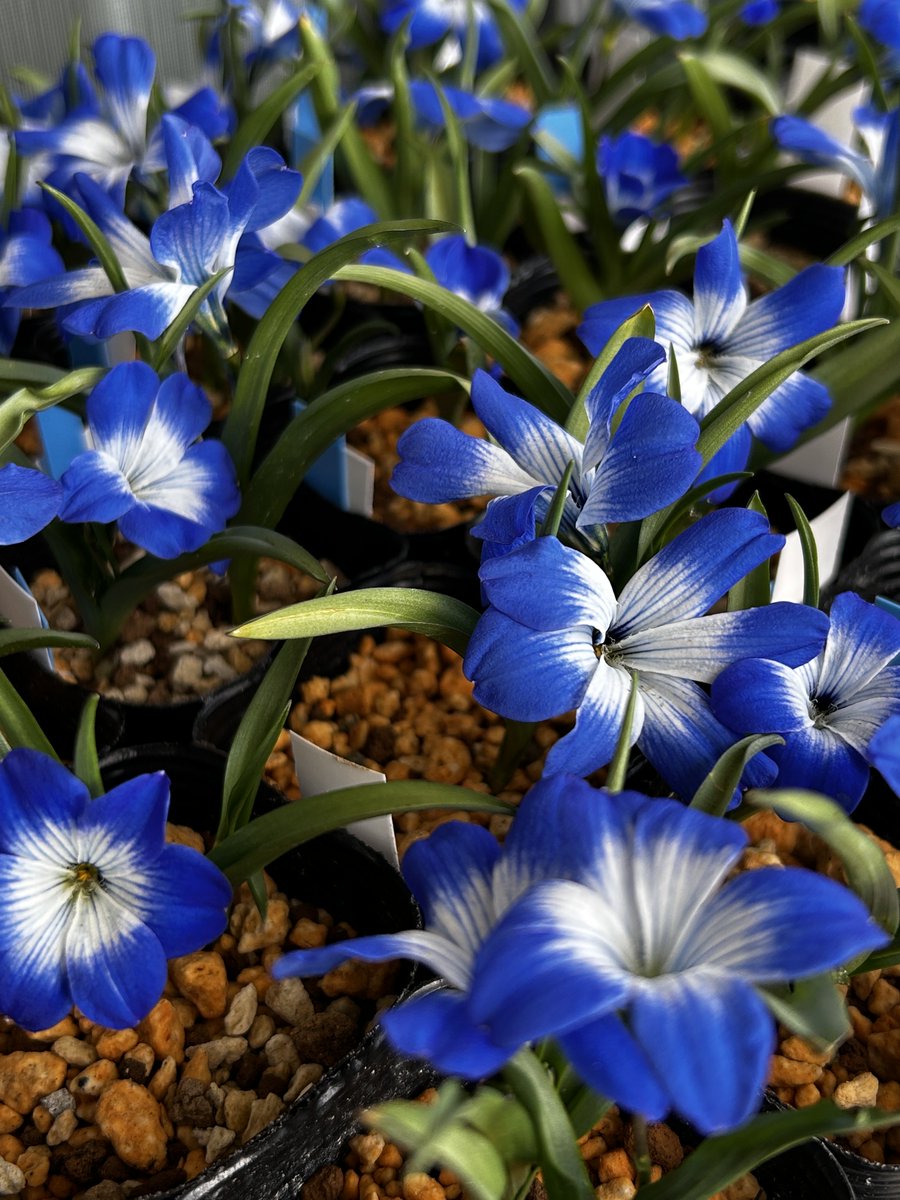 マンゴー tweet media