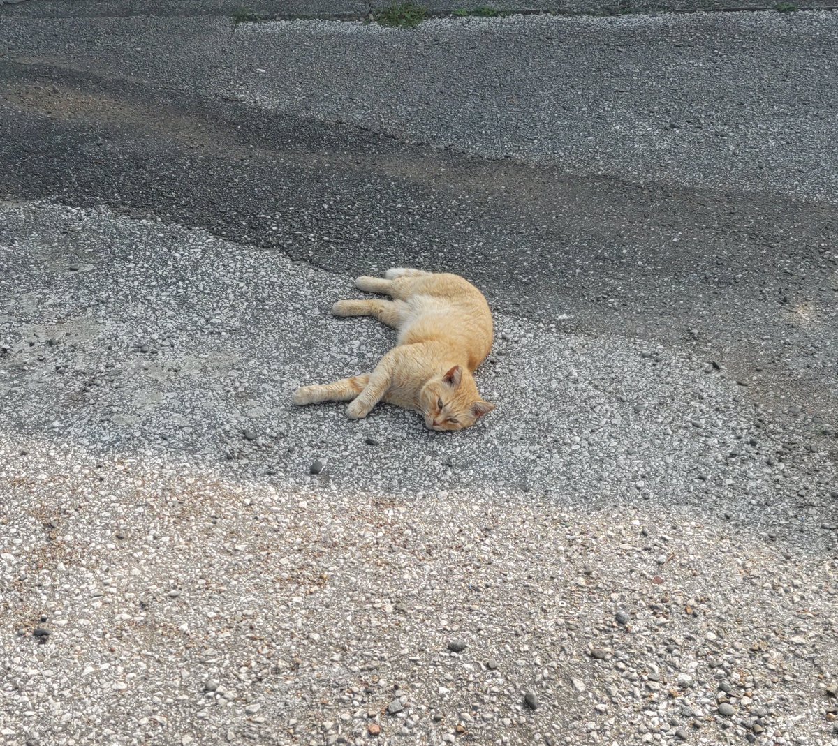 かわさん🌾 tweet media