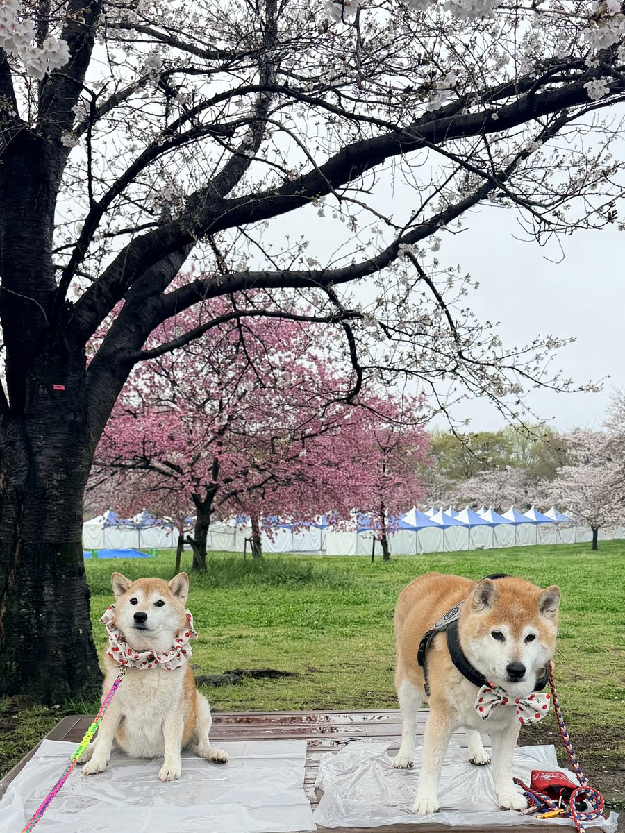 柴犬ハナ tweet media