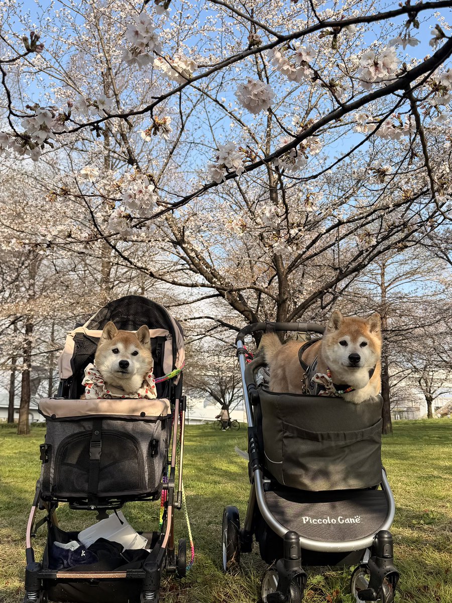 柴犬ハナ tweet media