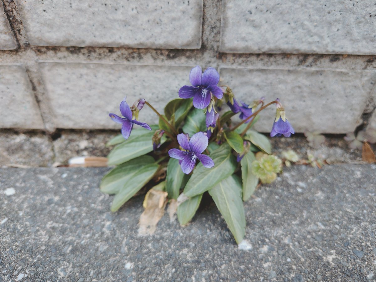 うずらの飼い主。 tweet media