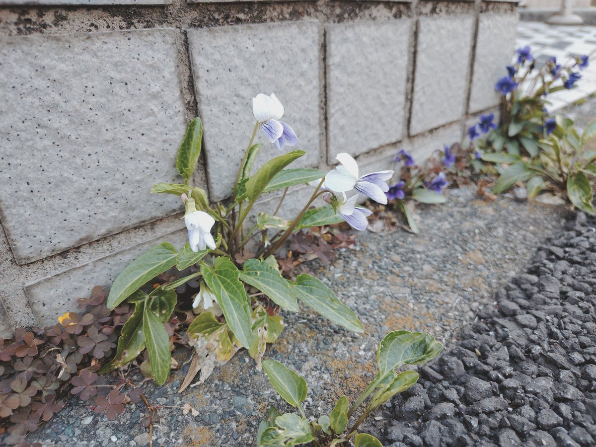 うずらの飼い主。 tweet media