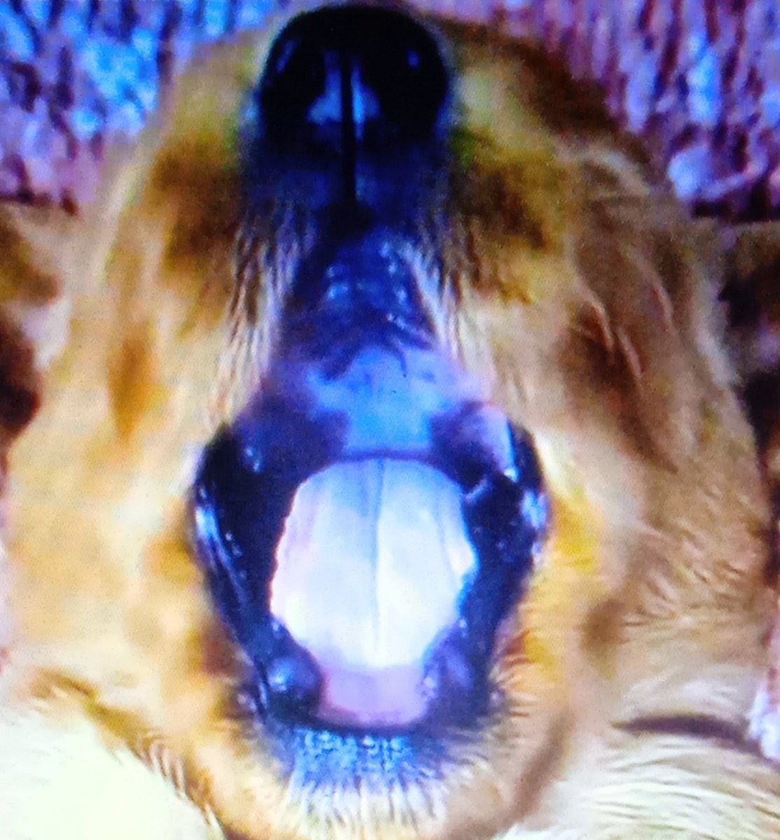 M.M. Kuster tweet media