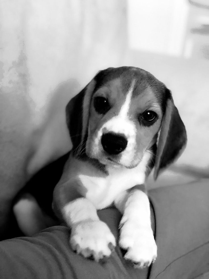 Natasha Roosevelt. tweet media