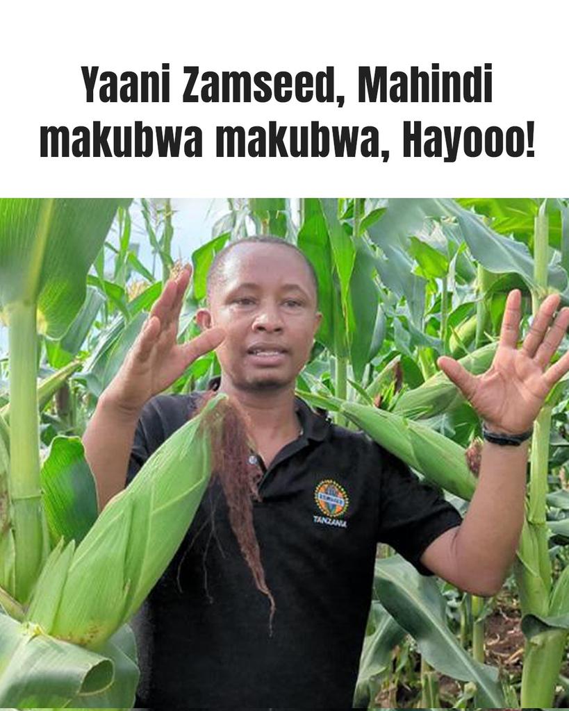 ZamseedTZ's tweet photo. Wengine Wakisikia “Zamseed” Wanasema… “Hii ni Pesa!”

Kwanini? Mahindi mawili mawili makubwa kwa kila shina, mavuno tele kwa ajili ya chakula na kipato. 

Ukame? Magonjwa? Zamseed iko tayari kupambana!

 Panda Zamseed leo nawe uwe sehemu ya story!

#zamseedtanzania #pureseed https://t.co/FVQqhy8IEF