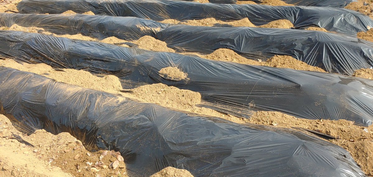 세일러 Sailer tweet media