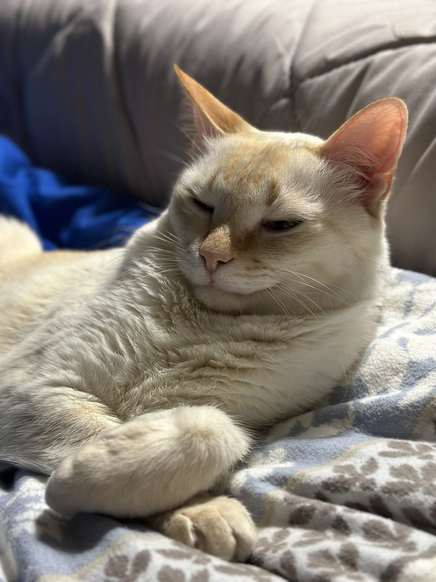 zolotoyeveryday tweet media