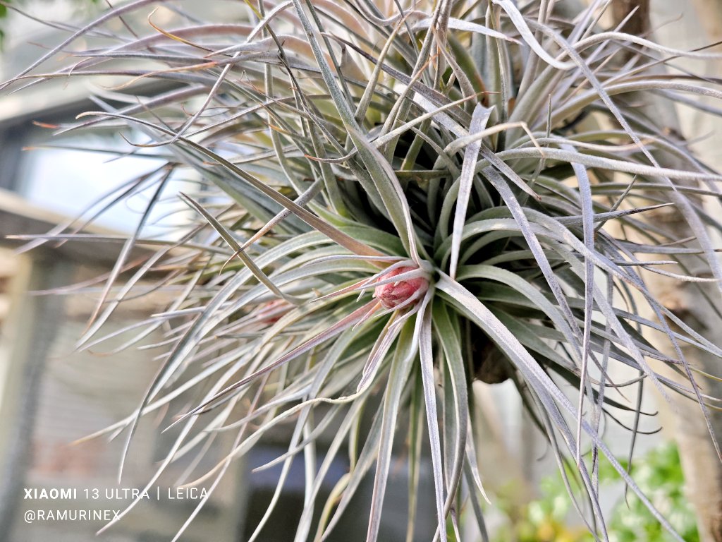 らむりん W/ 鬼切丸 tweet media