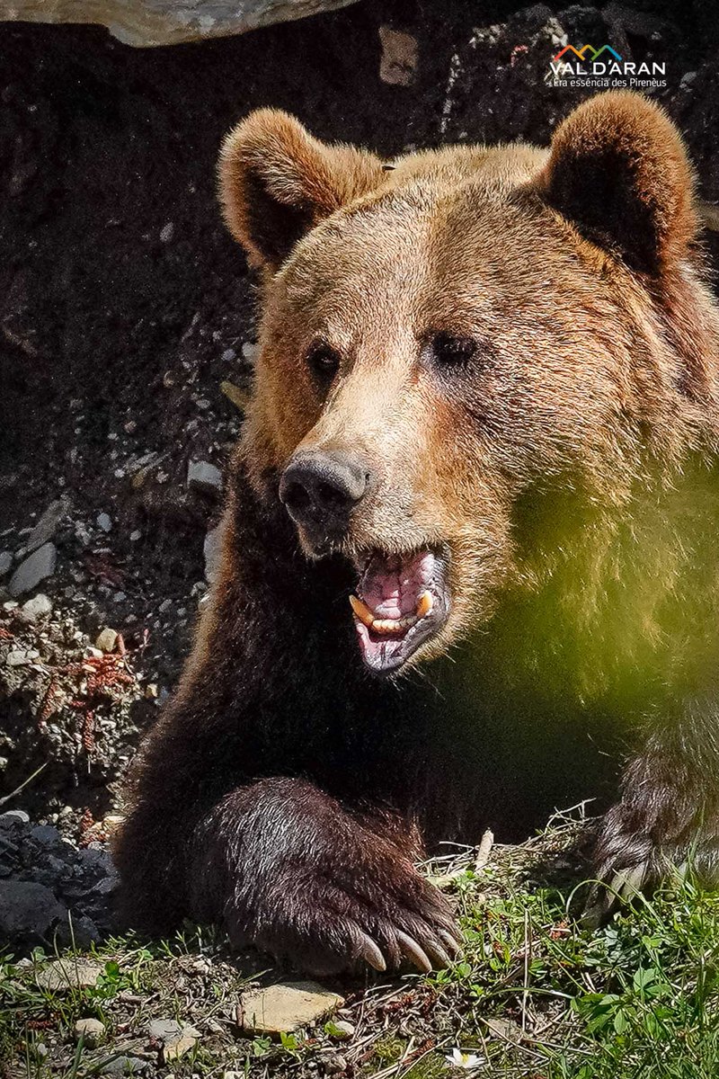 Val d'Aran tweet media