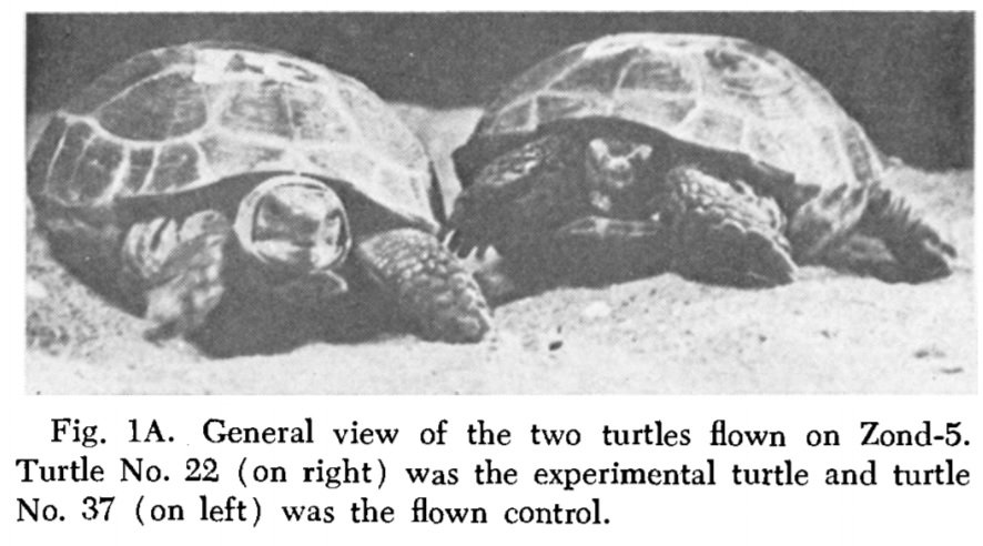Soviet Union flew 2 tortoises around the moon and brought them back to Earth.

Making tortoises the first earthlings to travel to the moon.

Unfortunately were killed and dissected soon after. If allowed to survive, they might have been alive today.