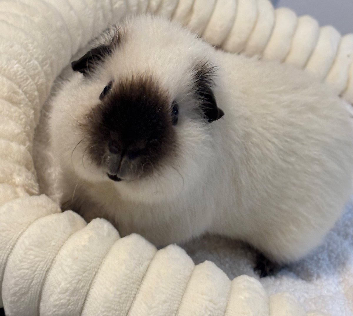 🍙らおしゃま🍙 tweet media