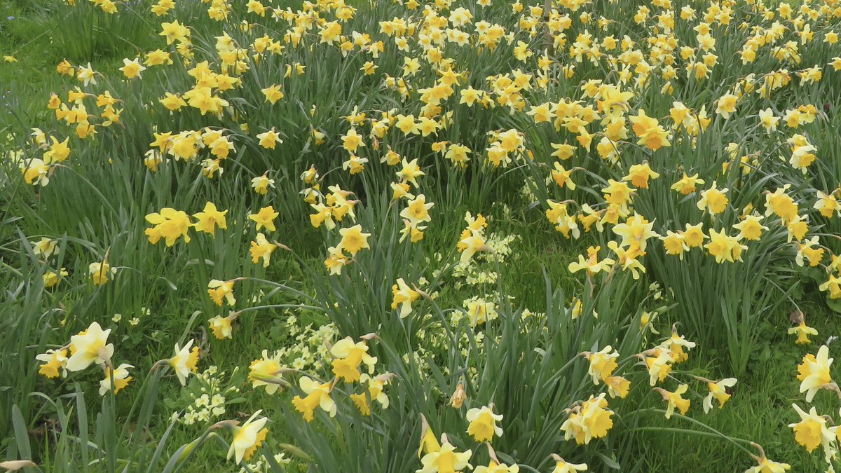 藍色雨 tweet media