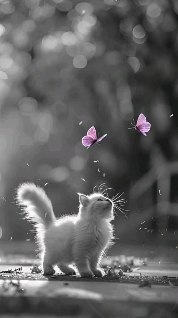 سرنديب🇾🇪🐅النت 😭فرجهاعلى وطني ياﷲ النت 😭 tweet media