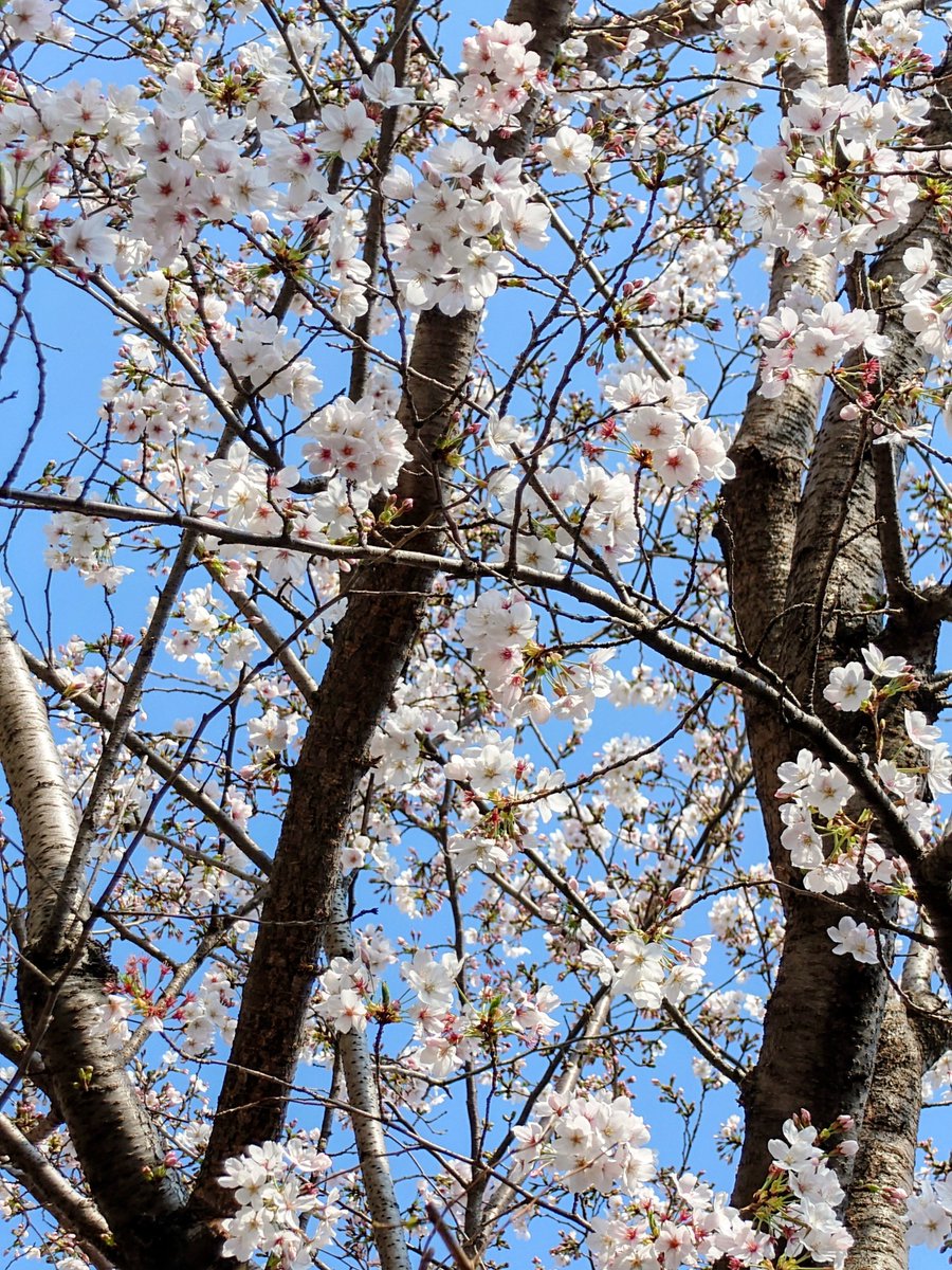 🌸🌸🌸さくら　見頃👏　今日も　元気に!!　楽しく!!　🌸🌸🌸