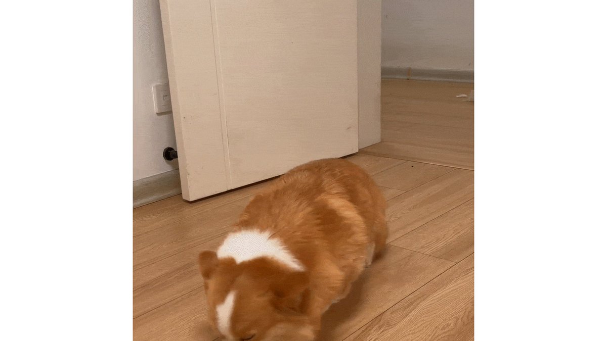 shaimaa zyada tweet media