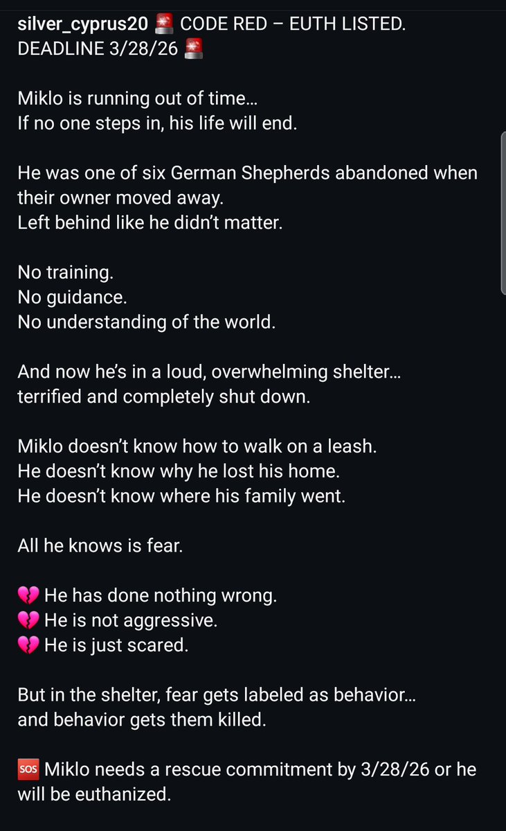 Foster a shelterpet at ZERO COST🐾 tweet media