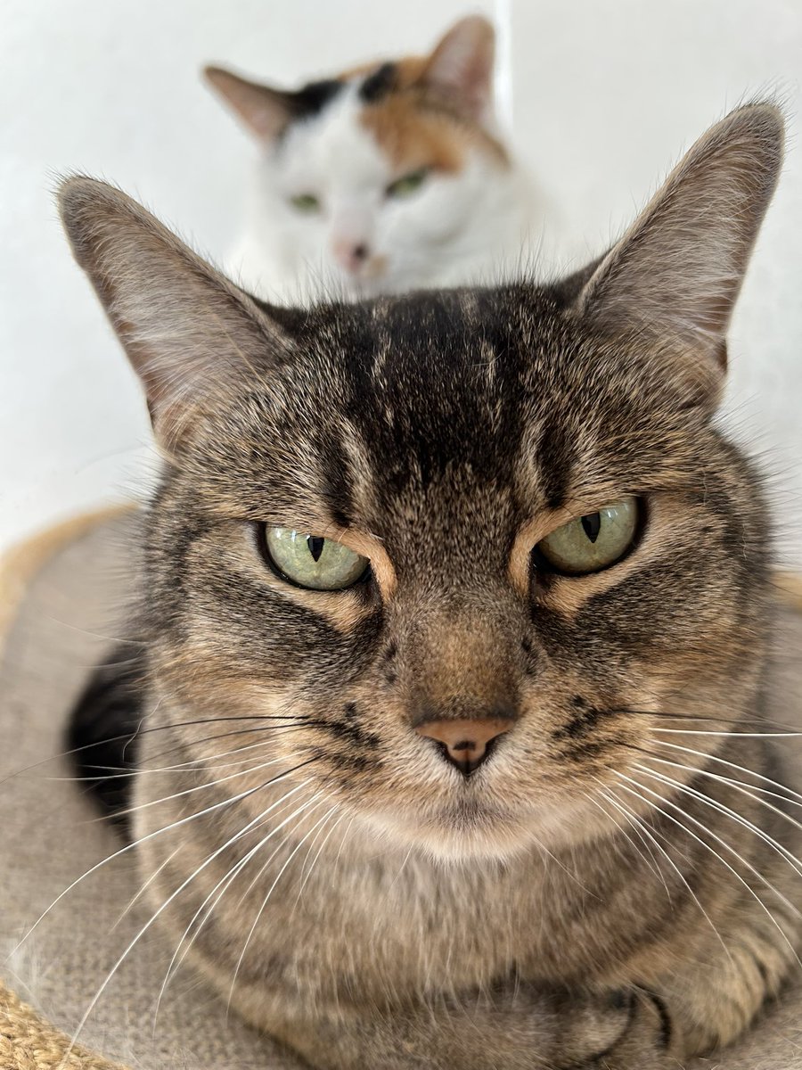 みさとさん tweet media