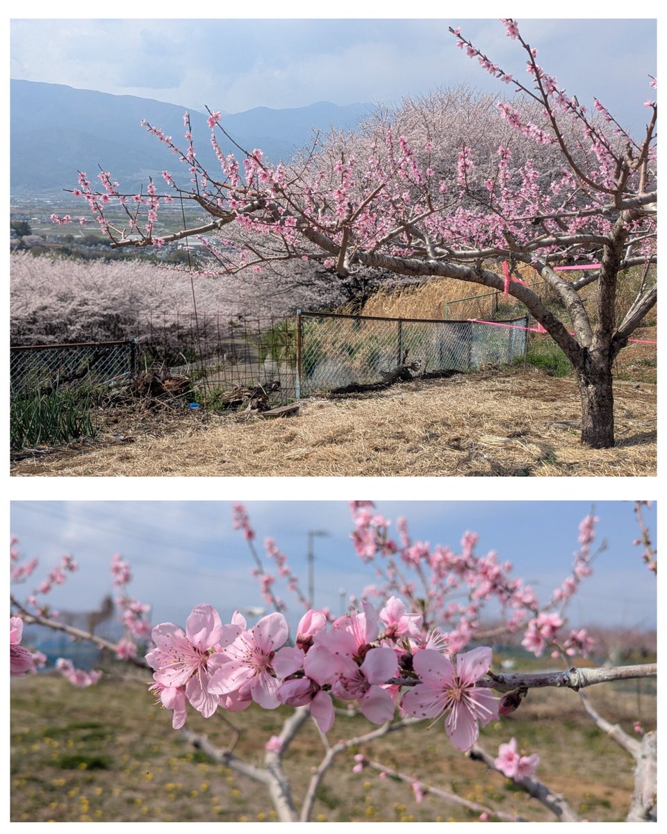 mitamanoyu's tweet photo. 渡邊です😊。みたまの湯周辺の桃の花が見頃を迎えています。近年の傾向として、ソメイヨシノと桃の花の見頃が重なることが多く、春のお花の鑑賞が昔に比べて短くなっております。とても残念ではありますが、短い春の花々を温泉と一緒に、楽しんでいただければ幸いでございます。
〇2026年3月28日（土）13：00撮影