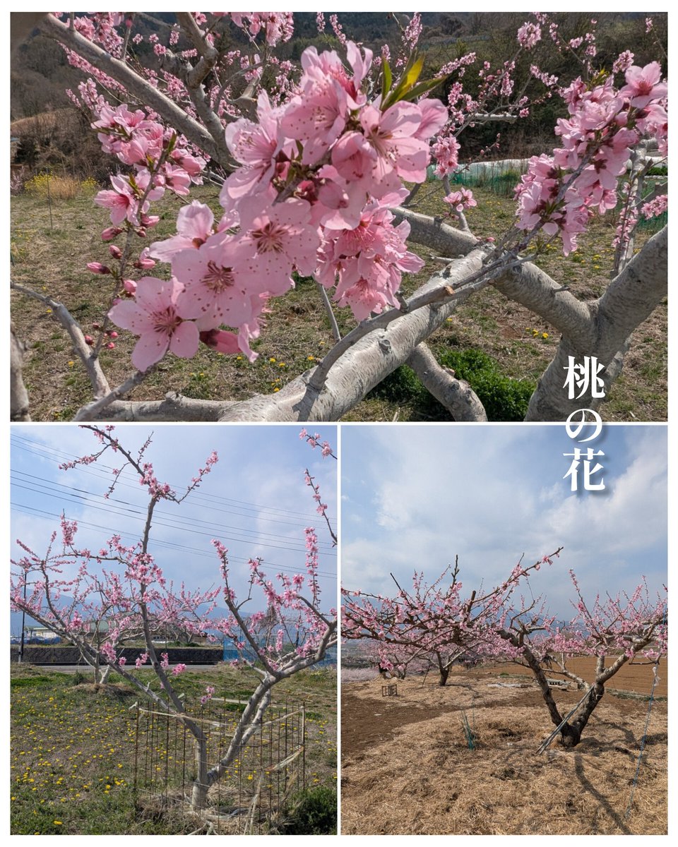 mitamanoyu's tweet photo. 渡邊です😊。みたまの湯周辺の桃の花が見頃を迎えています。近年の傾向として、ソメイヨシノと桃の花の見頃が重なることが多く、春のお花の鑑賞が昔に比べて短くなっております。とても残念ではありますが、短い春の花々を温泉と一緒に、楽しんでいただければ幸いでございます。
〇2026年3月28日（土）13：00撮影