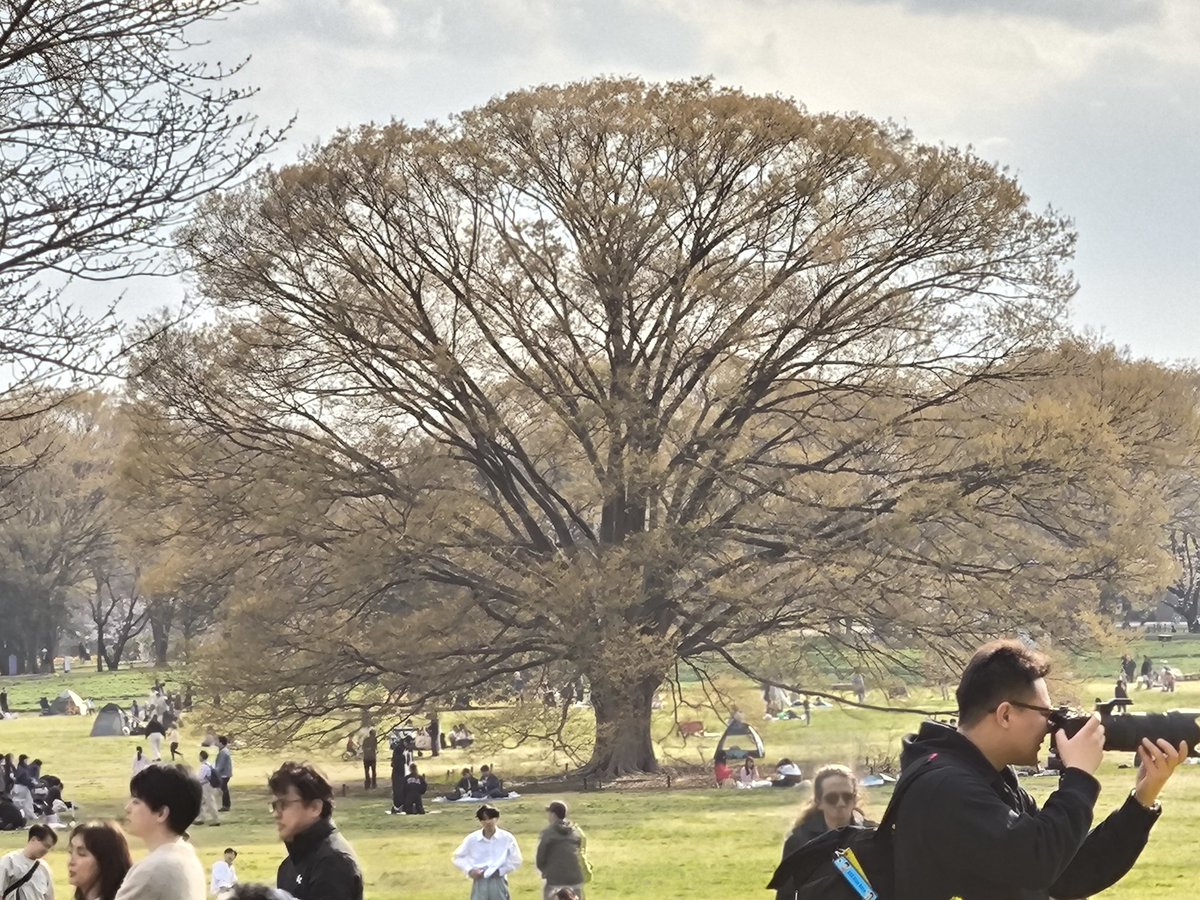 ヒツジ tweet media