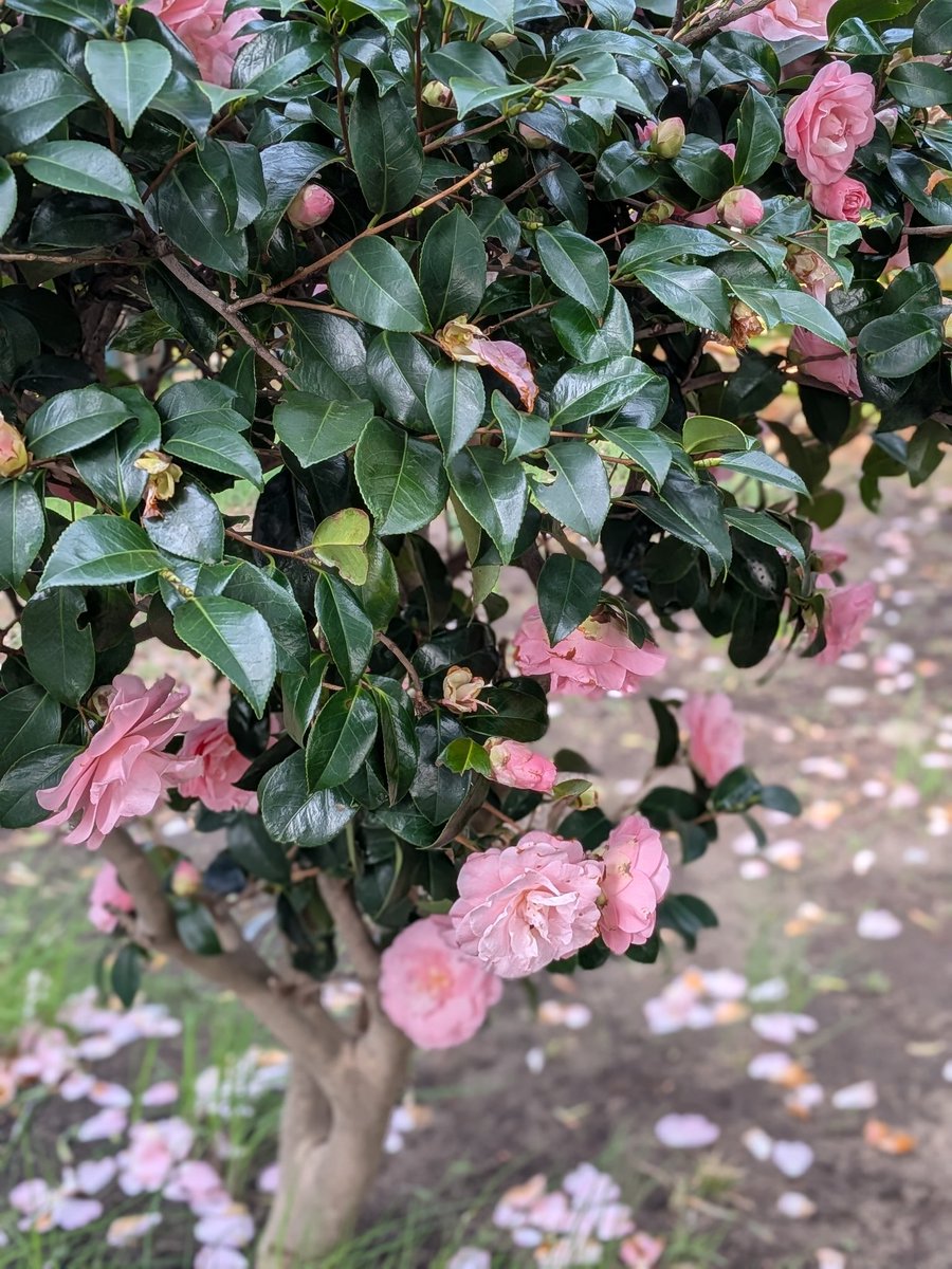 風の便り(本垢) tweet media