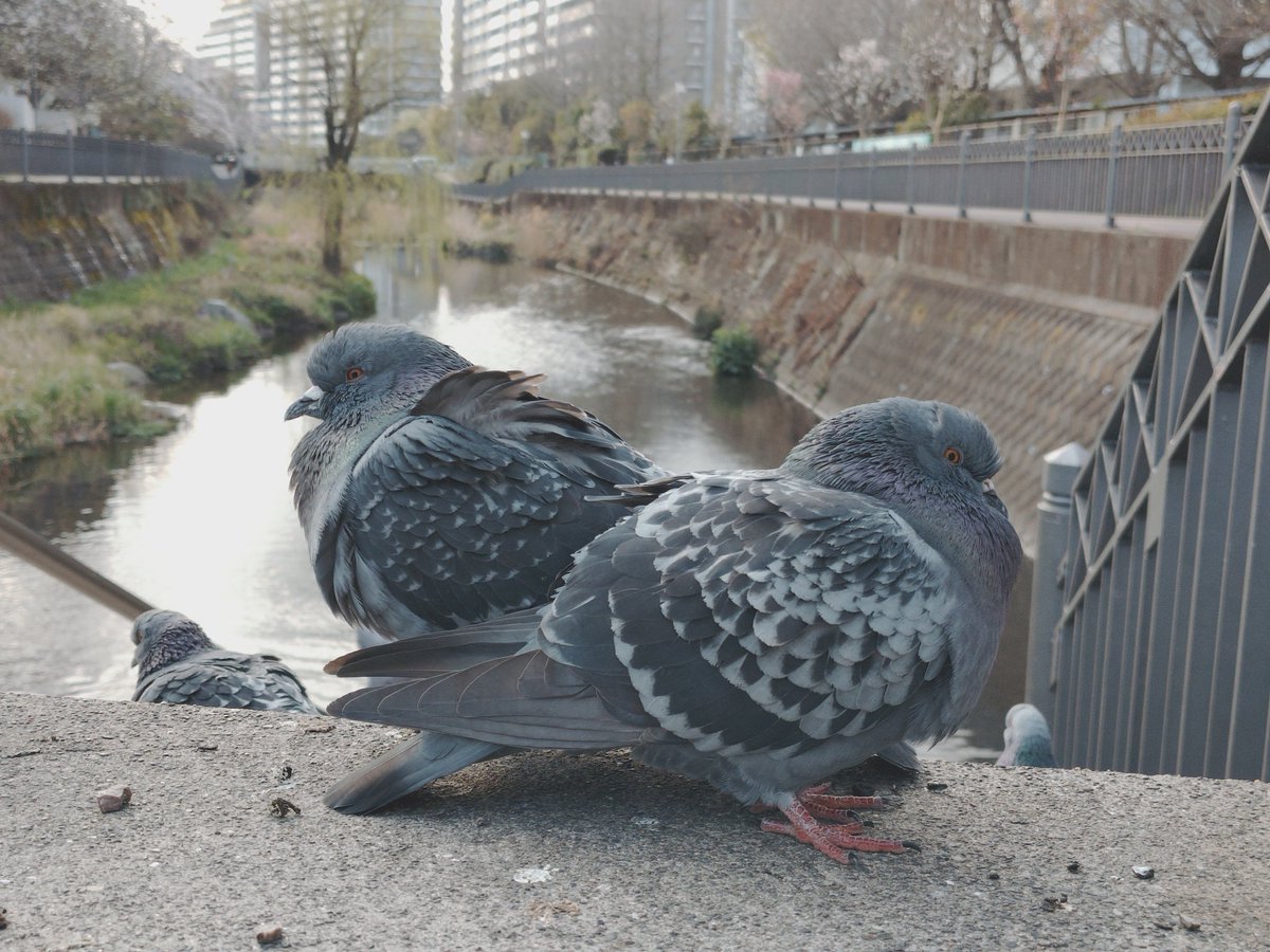 うずらの飼い主。 tweet media