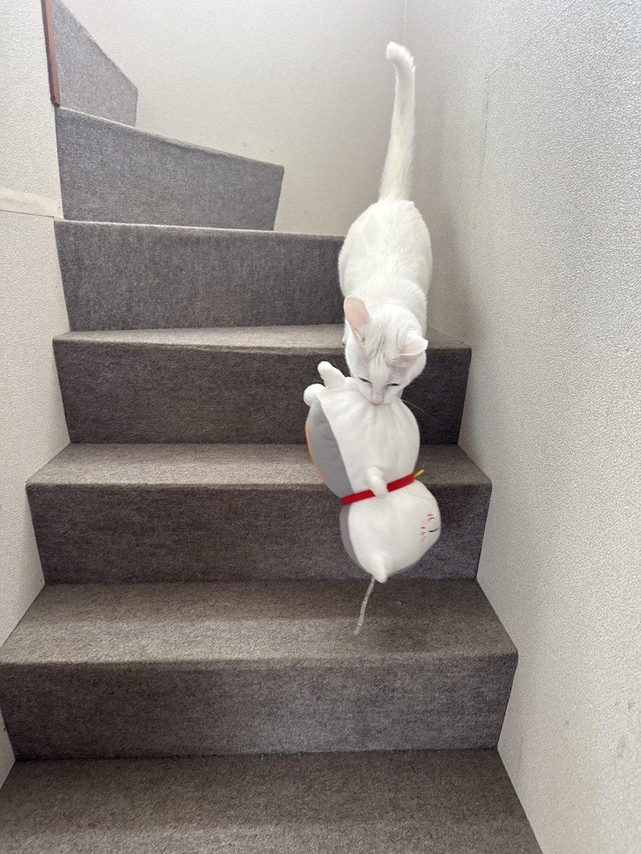 やきのりくんとつくだにちゃん tweet media