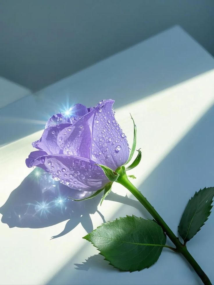 سرنديب🇾🇪🐅النت 😭فرجهاعلى وطني ياﷲ النت 😭 tweet media