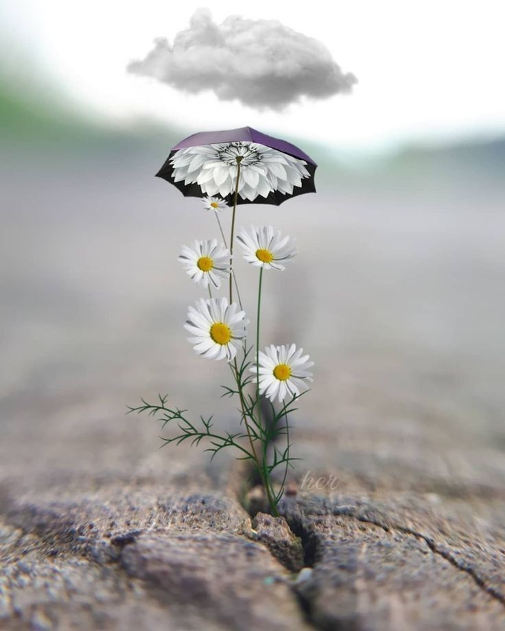 سرنديب🇾🇪🐅النت 😭فرجهاعلى وطني ياﷲ النت 😭 tweet media