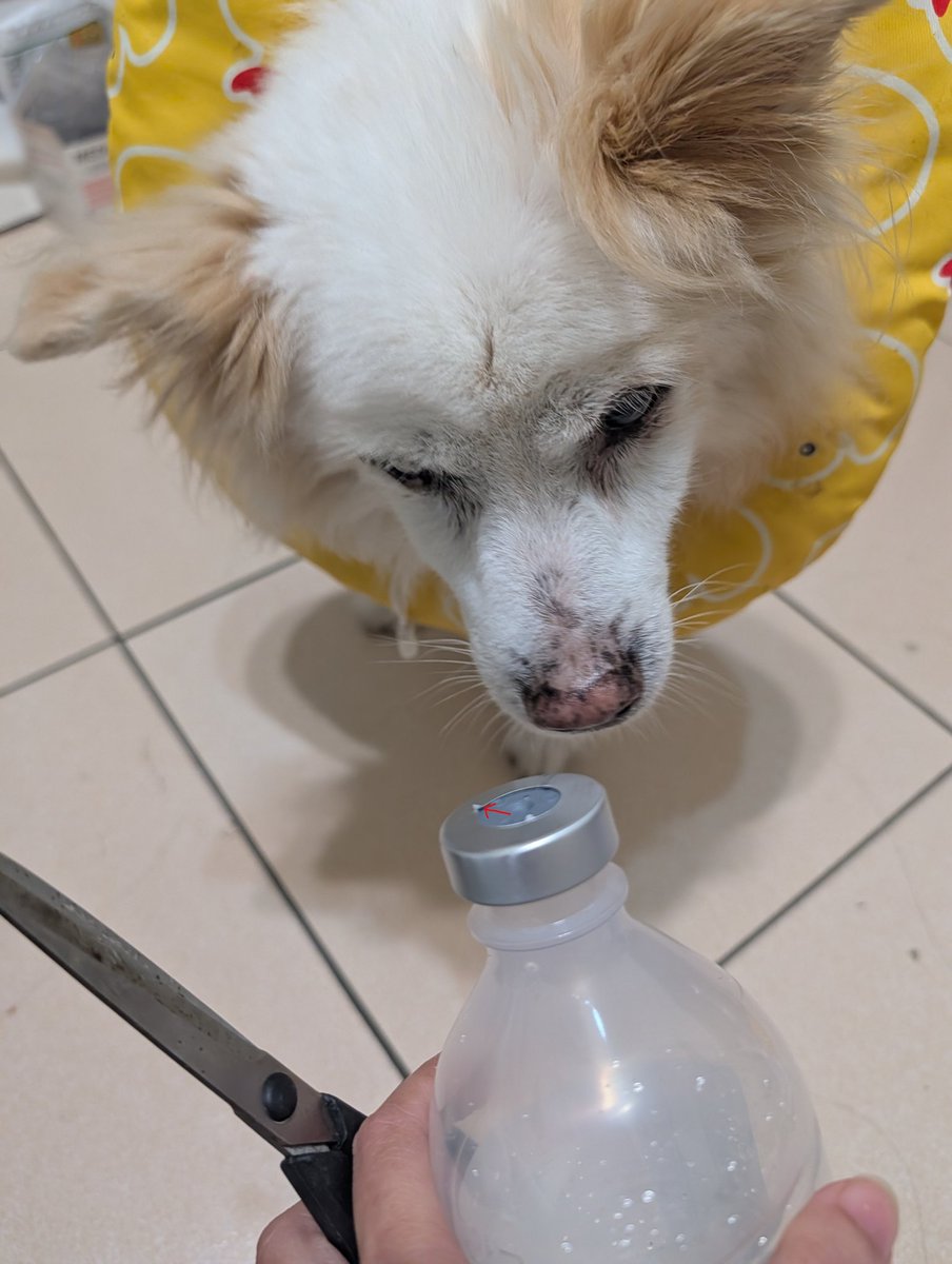 Mallika_40's tweet photo. 現在狗狗要打皮下，點滴瓶用完需要分類
查了幾種分解點滴瓶的影片，但最後用下來覺得，用剪刀從箭頭的部分平插進去就可以輕鬆的挑起來。 https://t.co/Cz5IUmSW1L