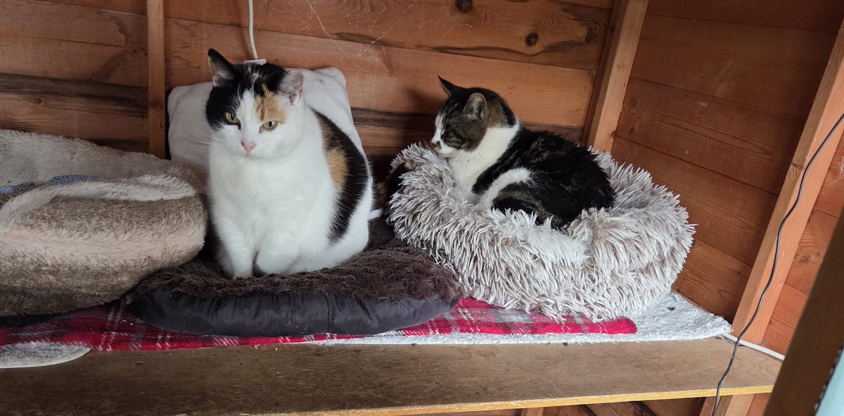 Shropshire Cat Rescue tweet media