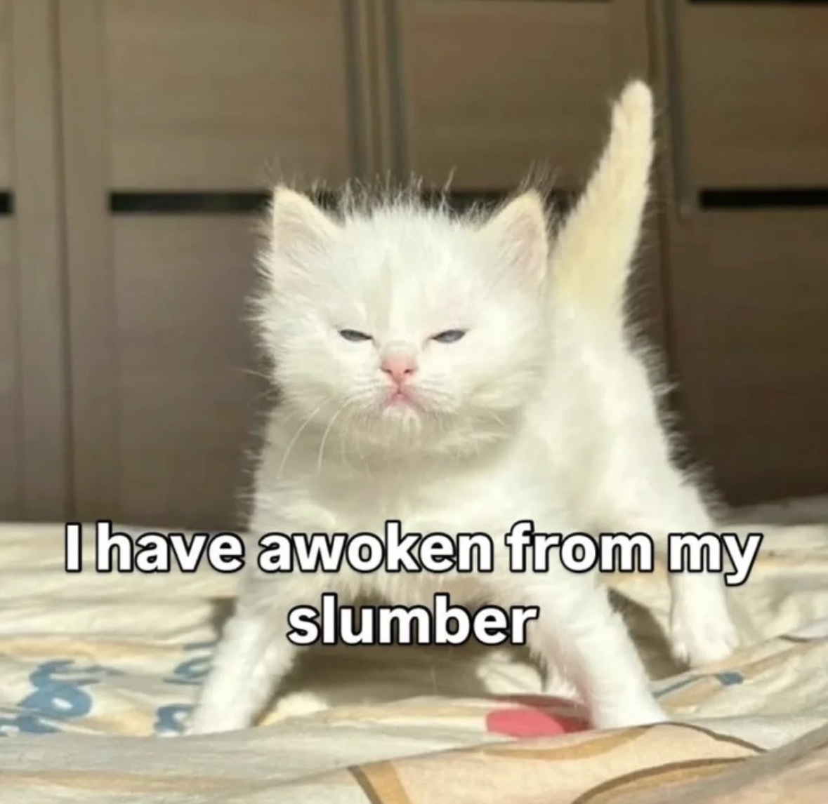 raccoon aesthetic. tweet media