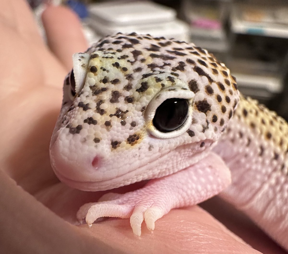 🩷𝐏𝐫𝐢𝐧𝐜𝐞𝐬𝐬((о´∀`о)ノ🩷 tweet media