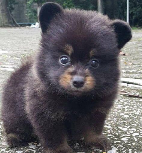 ceya 🍙 tweet media