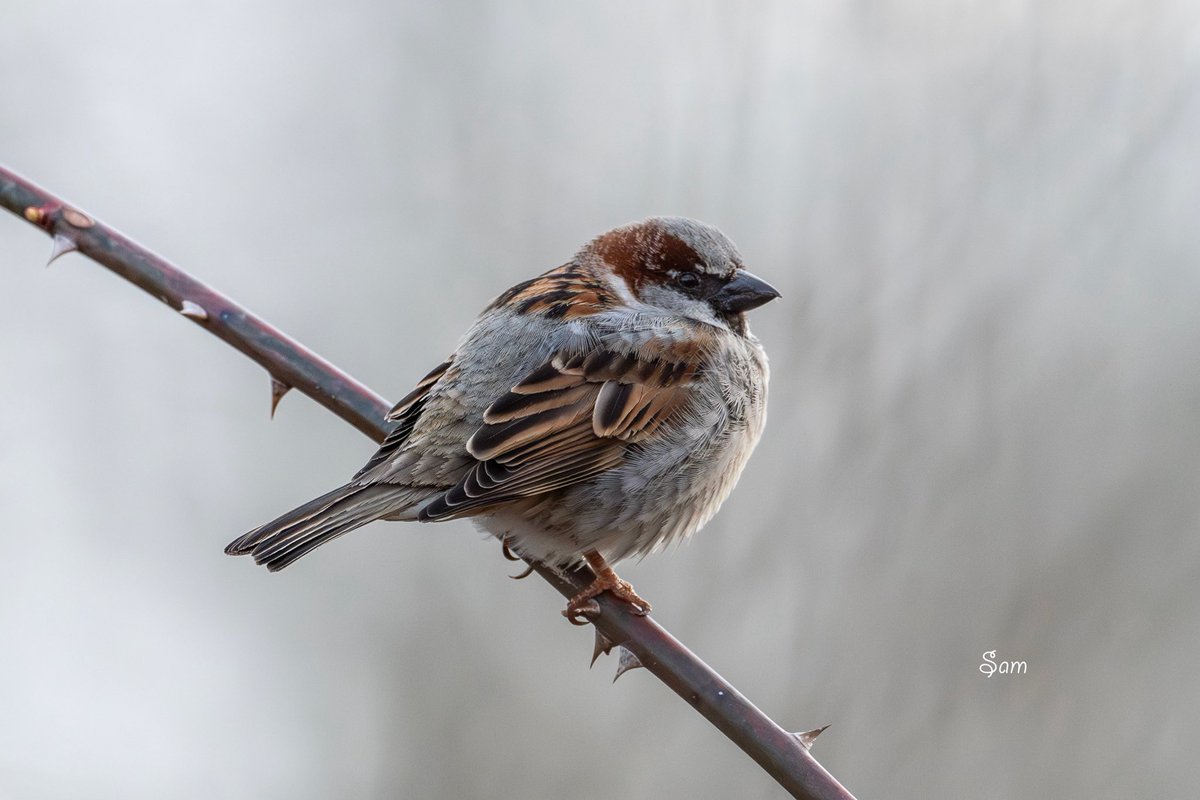 Sam2978pt's tweet image. Chilled out on a thorny throne-It was very cold today, and this male house sparrow fluffed himself up like a tennis ball.
#sparrow #cold #nature #fluff #march