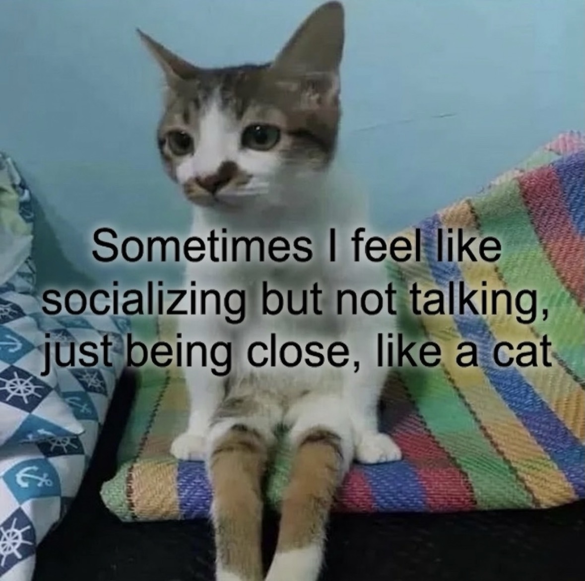 raccoon aesthetic. tweet media