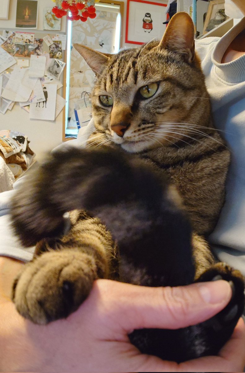 椹野道流🍣フシノミチル tweet media