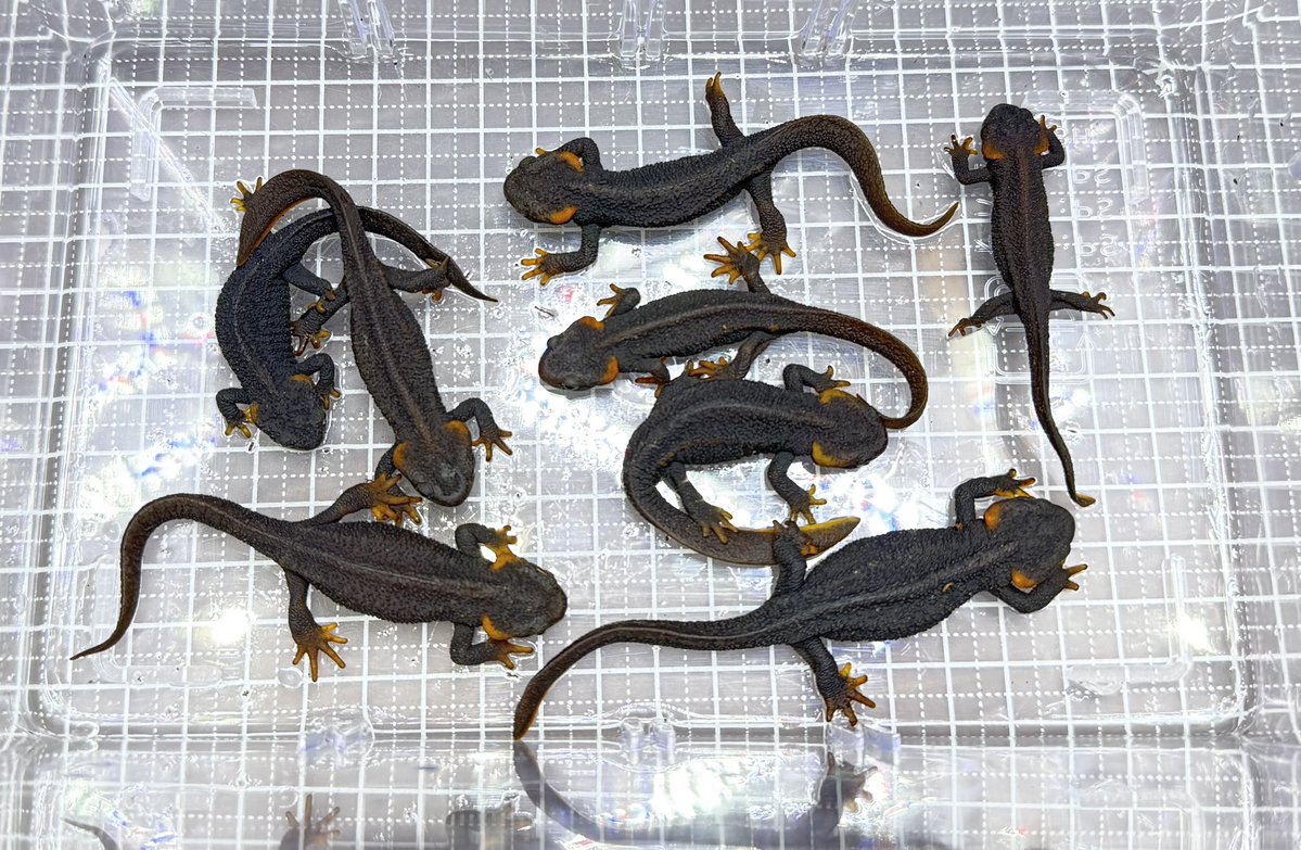 やーす tweet media