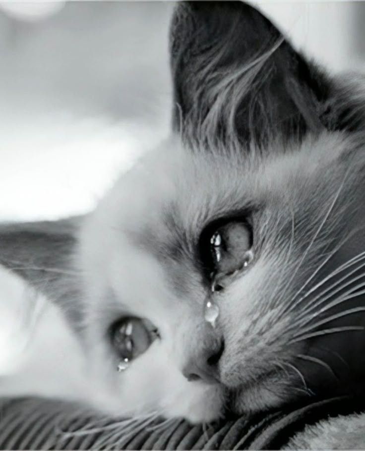 سرنديب🇾🇪🐅النت 😭فرجهاعلى وطني ياﷲ النت 😭 tweet media