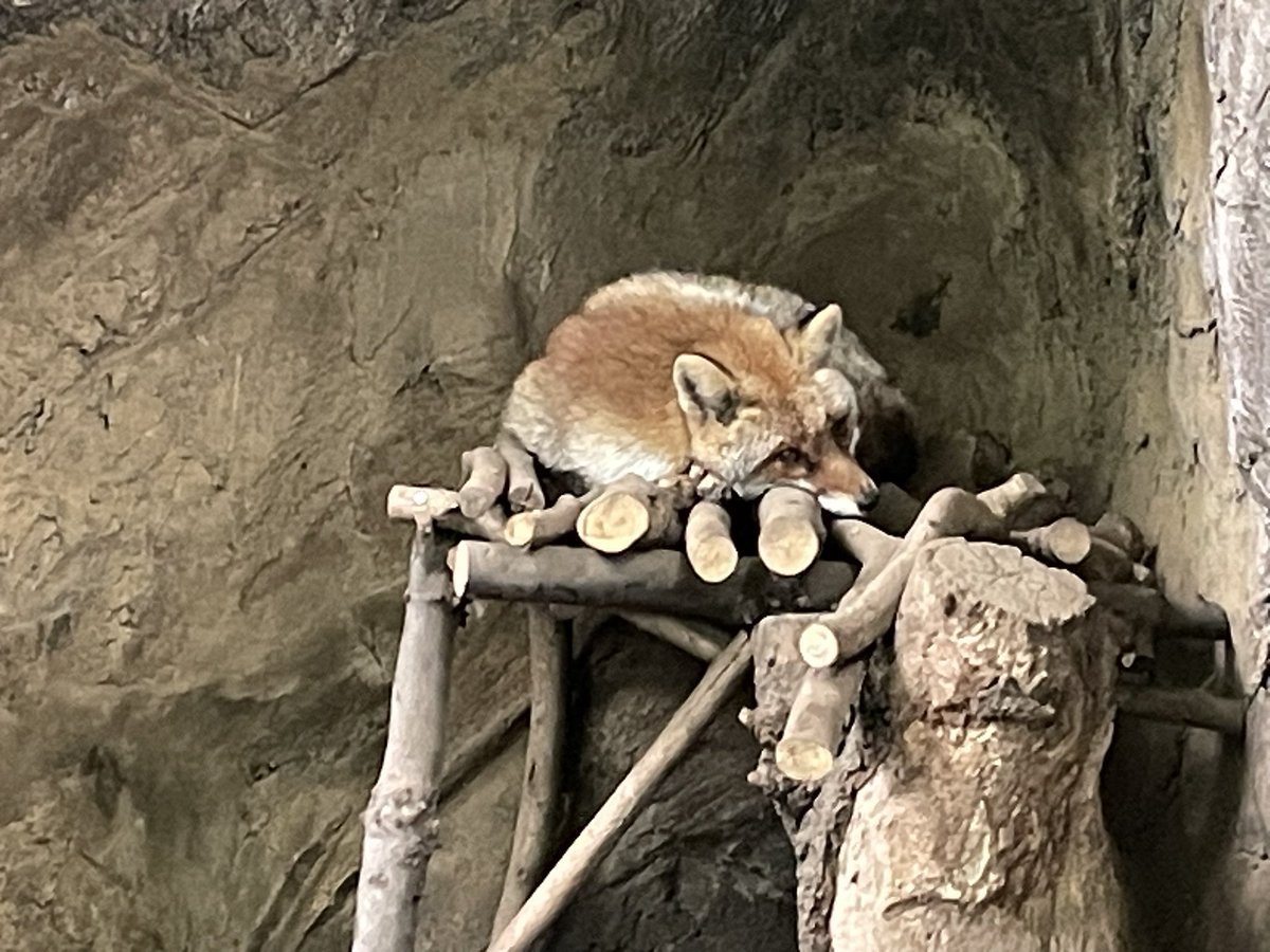 コン太 tweet media