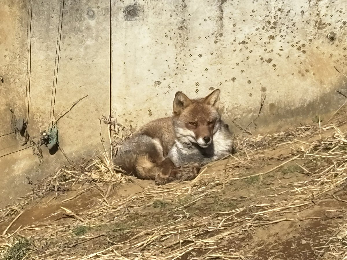 コン太 tweet media