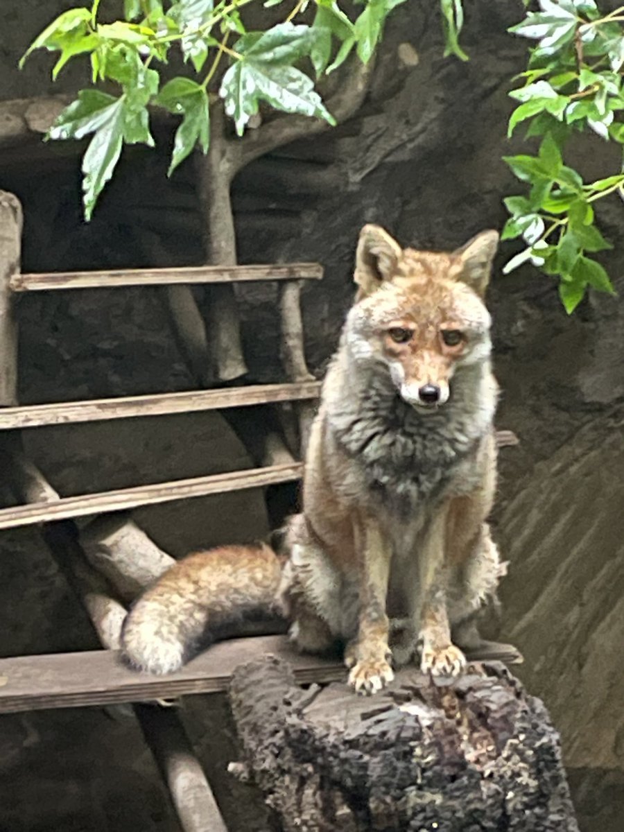 コン太 tweet media